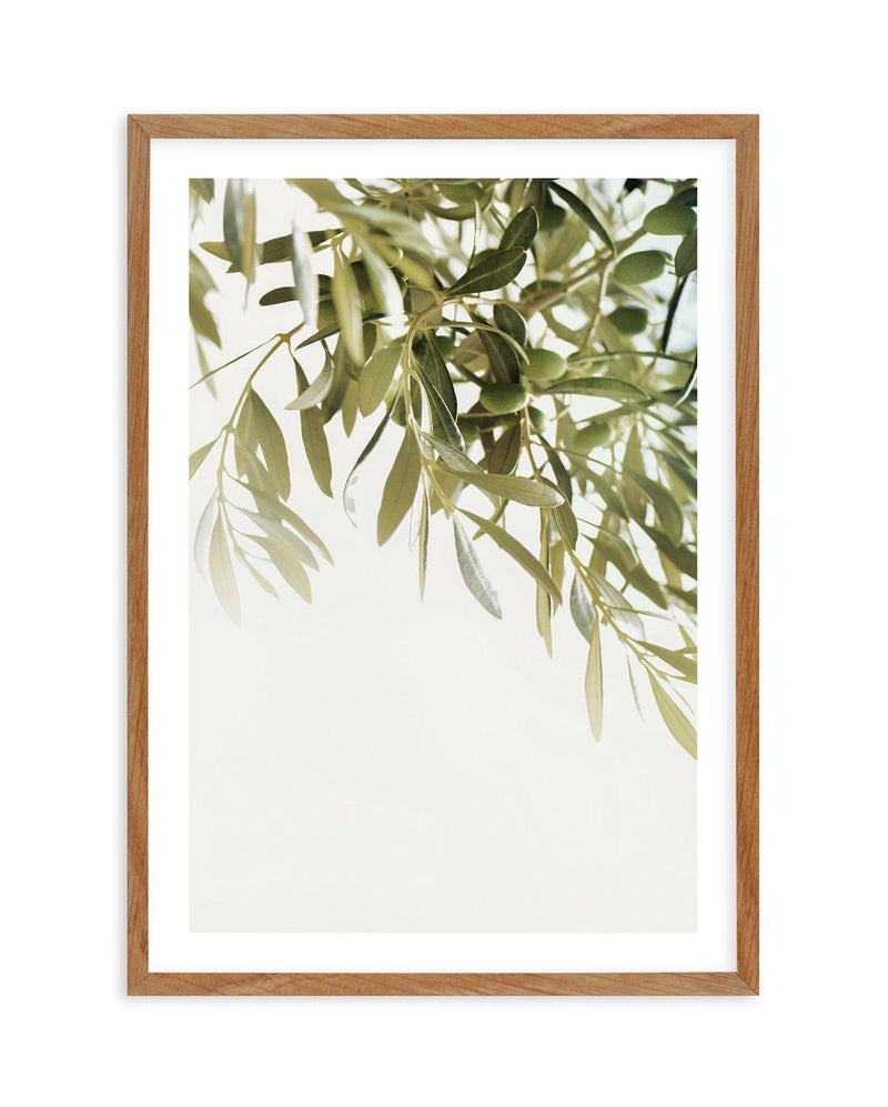 Olive Garden I Art Print-PRINT-Olive et Oriel-Olive et Oriel-50x70 cm | 19.6" x 27.5"-Walnut-With White Border-Buy-Australian-Art-Prints-Online-with-Olive-et-Oriel-Your-Artwork-Specialists-Austrailia-Decorate-With-Coastal-Photo-Wall-Art-Prints-From-Our-Beach-House-Artwork-Collection-Fine-Poster-and-Framed-Artwork