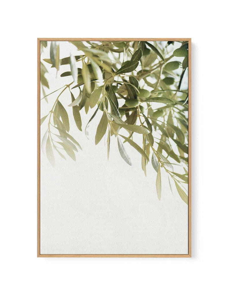 Olive Garden I | Framed Canvas Art Print