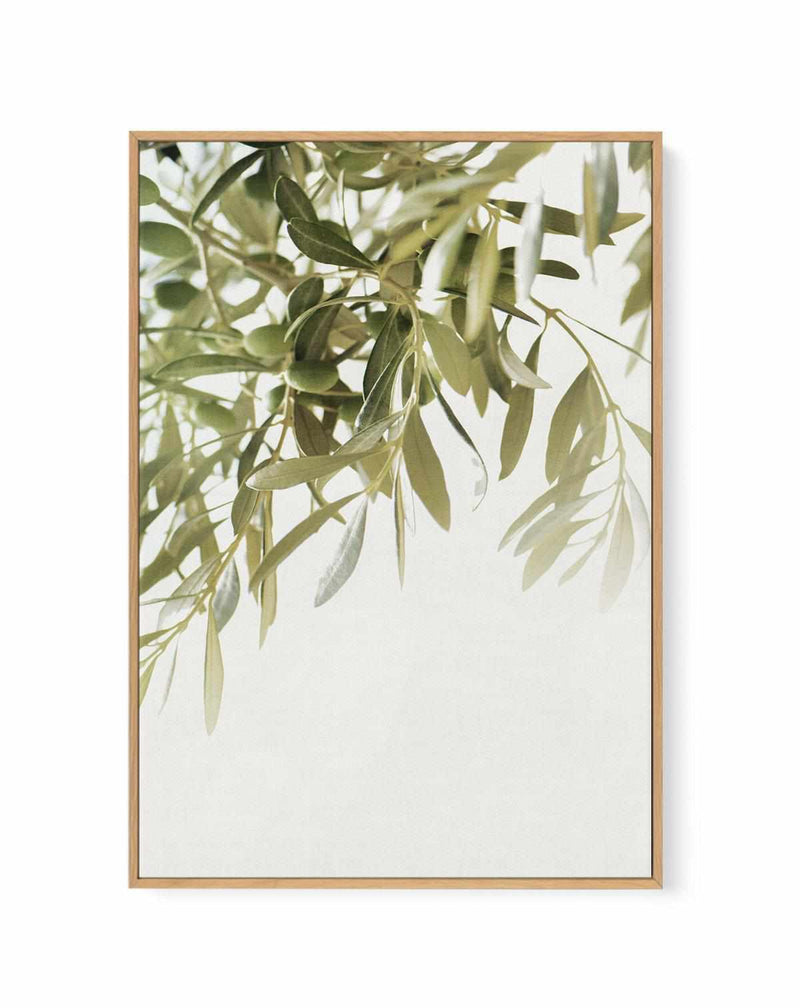 Olive Garden II | Framed Canvas Art Print