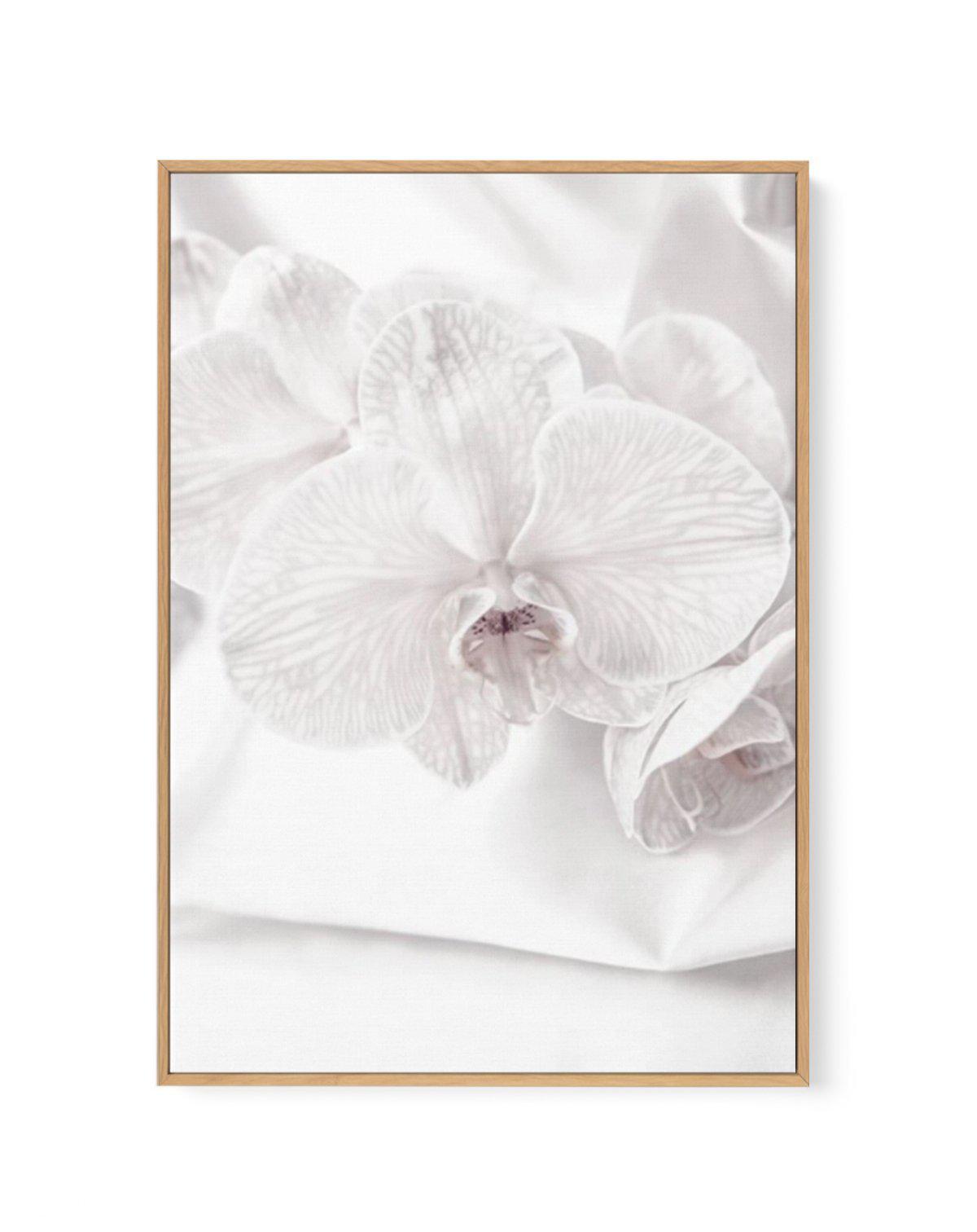 Orchids I | Framed Canvas-CANVAS-You can shop wall art online with Olive et Oriel for everything from abstract art to fun kids wall art. Our beautiful modern art prints and canvas art are available from large canvas prints to wall art paintings and our proudly Australian artwork collection offers only the highest quality framed large wall art and canvas art Australia - You can buy fashion photography prints or Hampton print posters and paintings on canvas from Olive et Oriel and have them delive