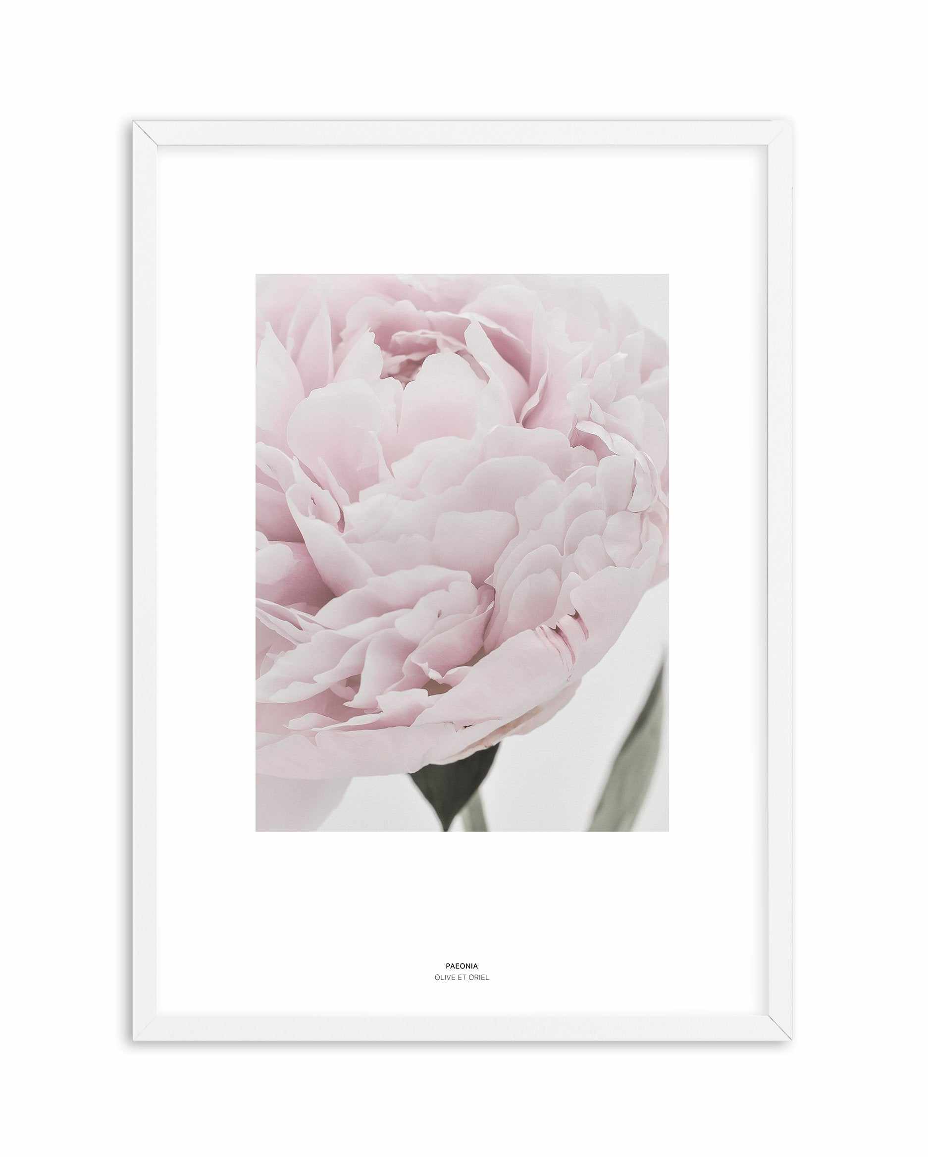 Paeonia Art Print-PRINT-Olive et Oriel-Olive et Oriel-A4 | 8.3" x 11.7" | 21 x 29.7cm-White-With White Border-Buy-Australian-Art-Prints-Online-with-Olive-et-Oriel-Your-Artwork-Specialists-Austrailia-Decorate-With-Coastal-Photo-Wall-Art-Prints-From-Our-Beach-House-Artwork-Collection-Fine-Poster-and-Framed-Artwork