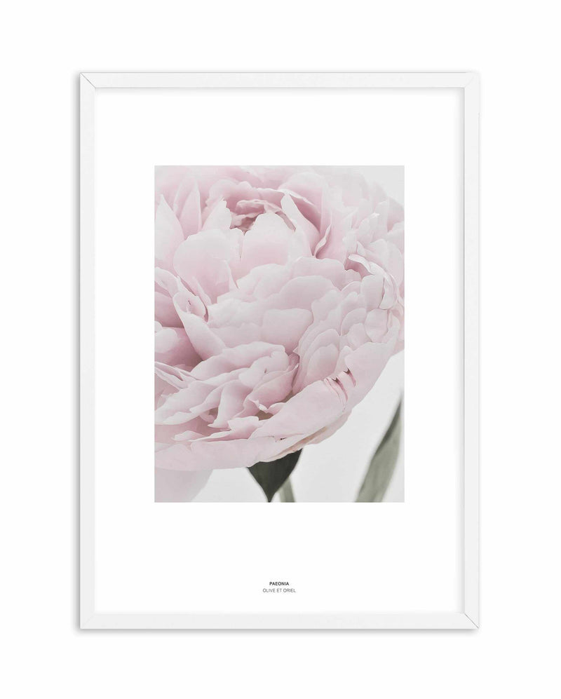 Paeonia Art Print-PRINT-Olive et Oriel-Olive et Oriel-A4 | 8.3" x 11.7" | 21 x 29.7cm-White-With White Border-Buy-Australian-Art-Prints-Online-with-Olive-et-Oriel-Your-Artwork-Specialists-Austrailia-Decorate-With-Coastal-Photo-Wall-Art-Prints-From-Our-Beach-House-Artwork-Collection-Fine-Poster-and-Framed-Artwork