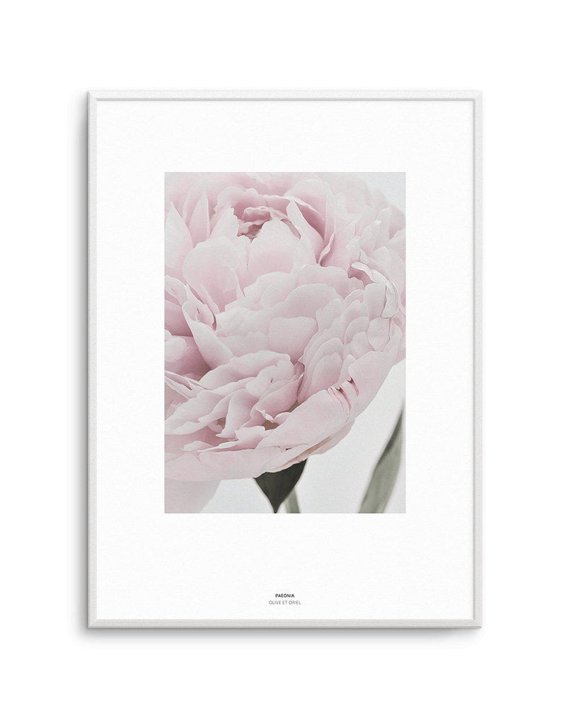 Paeonia Art Print-PRINT-Olive et Oriel-Olive et Oriel-A4 | 8.3" x 11.7" | 21 x 29.7cm-Unframed Art Print-With White Border-Buy-Australian-Art-Prints-Online-with-Olive-et-Oriel-Your-Artwork-Specialists-Austrailia-Decorate-With-Coastal-Photo-Wall-Art-Prints-From-Our-Beach-House-Artwork-Collection-Fine-Poster-and-Framed-Artwork