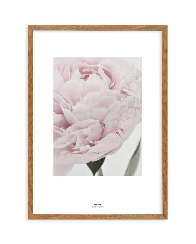 Paeonia Art Print-PRINT-Olive et Oriel-Olive et Oriel-50x70 cm | 19.6" x 27.5"-Walnut-With White Border-Buy-Australian-Art-Prints-Online-with-Olive-et-Oriel-Your-Artwork-Specialists-Austrailia-Decorate-With-Coastal-Photo-Wall-Art-Prints-From-Our-Beach-House-Artwork-Collection-Fine-Poster-and-Framed-Artwork