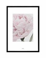 Paeonia Art Print-PRINT-Olive et Oriel-Olive et Oriel-A4 | 8.3" x 11.7" | 21 x 29.7cm-Black-With White Border-Buy-Australian-Art-Prints-Online-with-Olive-et-Oriel-Your-Artwork-Specialists-Austrailia-Decorate-With-Coastal-Photo-Wall-Art-Prints-From-Our-Beach-House-Artwork-Collection-Fine-Poster-and-Framed-Artwork