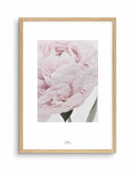 Paeonia Art Print-PRINT-Olive et Oriel-Olive et Oriel-A4 | 8.3" x 11.7" | 21 x 29.7cm-Oak-With White Border-Buy-Australian-Art-Prints-Online-with-Olive-et-Oriel-Your-Artwork-Specialists-Austrailia-Decorate-With-Coastal-Photo-Wall-Art-Prints-From-Our-Beach-House-Artwork-Collection-Fine-Poster-and-Framed-Artwork