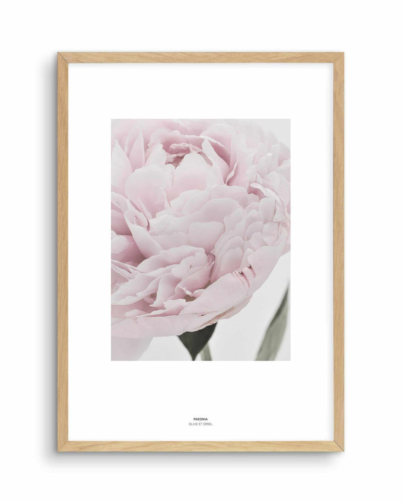 Paeonia Art Print-PRINT-Olive et Oriel-Olive et Oriel-A4 | 8.3" x 11.7" | 21 x 29.7cm-Oak-With White Border-Buy-Australian-Art-Prints-Online-with-Olive-et-Oriel-Your-Artwork-Specialists-Austrailia-Decorate-With-Coastal-Photo-Wall-Art-Prints-From-Our-Beach-House-Artwork-Collection-Fine-Poster-and-Framed-Artwork