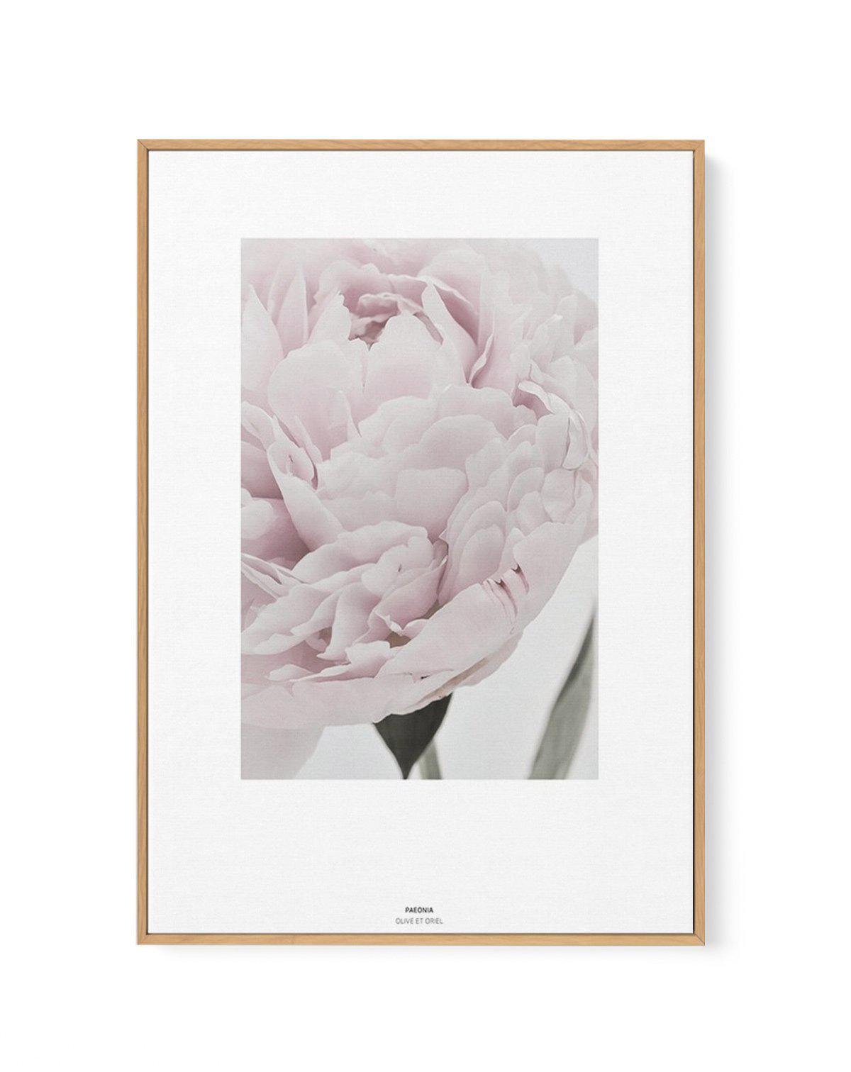 Paeonia | Framed Canvas-CANVAS-You can shop wall art online with Olive et Oriel for everything from abstract art to fun kids wall art. Our beautiful modern art prints and canvas art are available from large canvas prints to wall art paintings and our proudly Australian artwork collection offers only the highest quality framed large wall art and canvas art Australia - You can buy fashion photography prints or Hampton print posters and paintings on canvas from Olive et Oriel and have them delivere