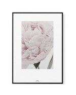 Paeonia | Framed Canvas-CANVAS-You can shop wall art online with Olive et Oriel for everything from abstract art to fun kids wall art. Our beautiful modern art prints and canvas art are available from large canvas prints to wall art paintings and our proudly Australian artwork collection offers only the highest quality framed large wall art and canvas art Australia - You can buy fashion photography prints or Hampton print posters and paintings on canvas from Olive et Oriel and have them delivere