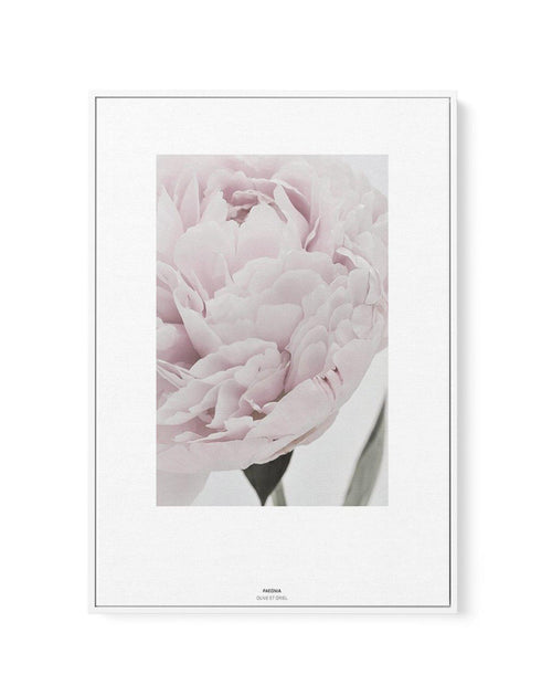 Paeonia | Framed Canvas-CANVAS-You can shop wall art online with Olive et Oriel for everything from abstract art to fun kids wall art. Our beautiful modern art prints and canvas art are available from large canvas prints to wall art paintings and our proudly Australian artwork collection offers only the highest quality framed large wall art and canvas art Australia - You can buy fashion photography prints or Hampton print posters and paintings on canvas from Olive et Oriel and have them delivere
