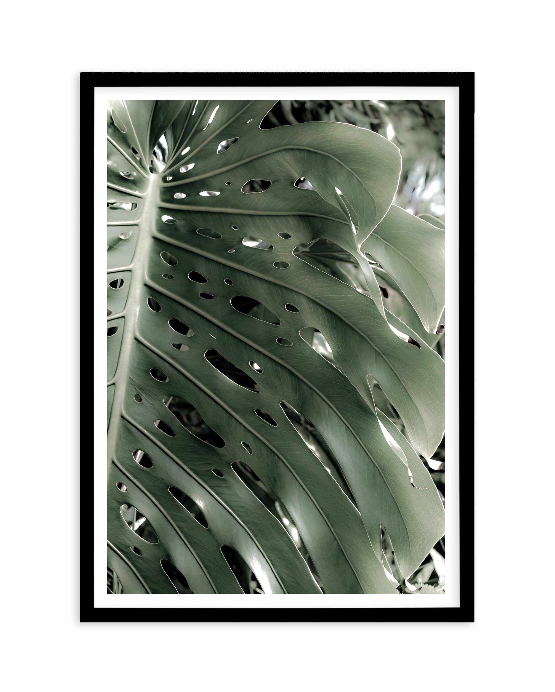 Pale Monstera Art Print-PRINT-Olive et Oriel-Olive et Oriel-A5 | 5.8" x 8.3" | 14.8 x 21cm-Black-With White Border-Buy-Australian-Art-Prints-Online-with-Olive-et-Oriel-Your-Artwork-Specialists-Austrailia-Decorate-With-Coastal-Photo-Wall-Art-Prints-From-Our-Beach-House-Artwork-Collection-Fine-Poster-and-Framed-Artwork