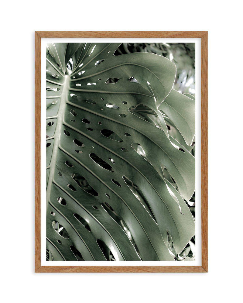Pale Monstera Art Print-PRINT-Olive et Oriel-Olive et Oriel-50x70 cm | 19.6" x 27.5"-Walnut-With White Border-Buy-Australian-Art-Prints-Online-with-Olive-et-Oriel-Your-Artwork-Specialists-Austrailia-Decorate-With-Coastal-Photo-Wall-Art-Prints-From-Our-Beach-House-Artwork-Collection-Fine-Poster-and-Framed-Artwork
