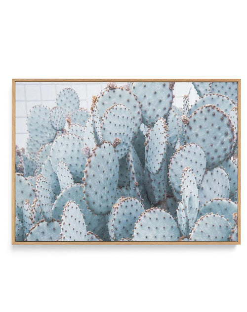 Pale Prickly Pear Cactus | LS | Framed Canvas-CANVAS-You can shop wall art online with Olive et Oriel for everything from abstract art to fun kids wall art. Our beautiful modern art prints and canvas art are available from large canvas prints to wall art paintings and our proudly Australian artwork collection offers only the highest quality framed large wall art and canvas art Australia - You can buy fashion photography prints or Hampton print posters and paintings on canvas from Olive et Oriel 