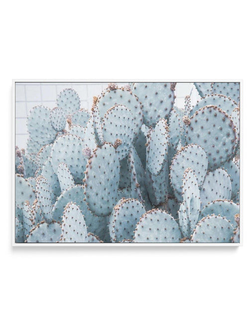 Pale Prickly Pear Cactus | LS | Framed Canvas-CANVAS-You can shop wall art online with Olive et Oriel for everything from abstract art to fun kids wall art. Our beautiful modern art prints and canvas art are available from large canvas prints to wall art paintings and our proudly Australian artwork collection offers only the highest quality framed large wall art and canvas art Australia - You can buy fashion photography prints or Hampton print posters and paintings on canvas from Olive et Oriel 