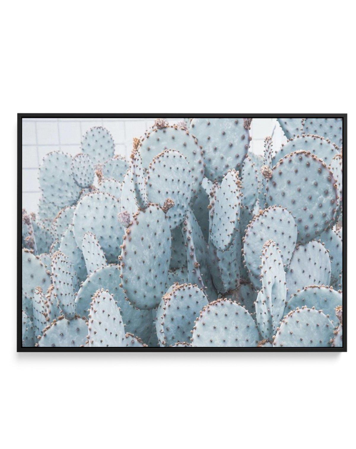 Pale Prickly Pear Cactus | LS | Framed Canvas-CANVAS-You can shop wall art online with Olive et Oriel for everything from abstract art to fun kids wall art. Our beautiful modern art prints and canvas art are available from large canvas prints to wall art paintings and our proudly Australian artwork collection offers only the highest quality framed large wall art and canvas art Australia - You can buy fashion photography prints or Hampton print posters and paintings on canvas from Olive et Oriel 