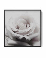 Pale Rose SQ | Framed Canvas-CANVAS-You can shop wall art online with Olive et Oriel for everything from abstract art to fun kids wall art. Our beautiful modern art prints and canvas art are available from large canvas prints to wall art paintings and our proudly Australian artwork collection offers only the highest quality framed large wall art and canvas art Australia - You can buy fashion photography prints or Hampton print posters and paintings on canvas from Olive et Oriel and have them del