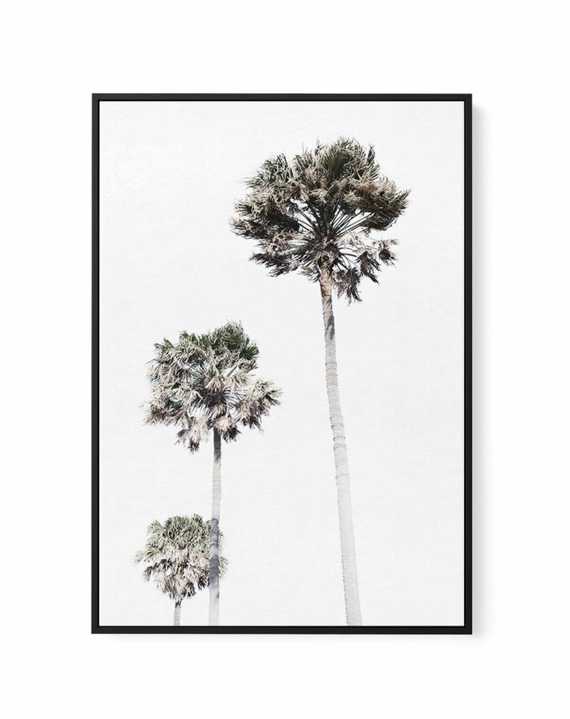 Palm Trees | Framed Canvas-CANVAS-You can shop wall art online with Olive et Oriel for everything from abstract art to fun kids wall art. Our beautiful modern art prints and canvas art are available from large canvas prints to wall art paintings and our proudly Australian artwork collection offers only the highest quality framed large wall art and canvas art Australia - You can buy fashion photography prints or Hampton print posters and paintings on canvas from Olive et Oriel and have them deliv
