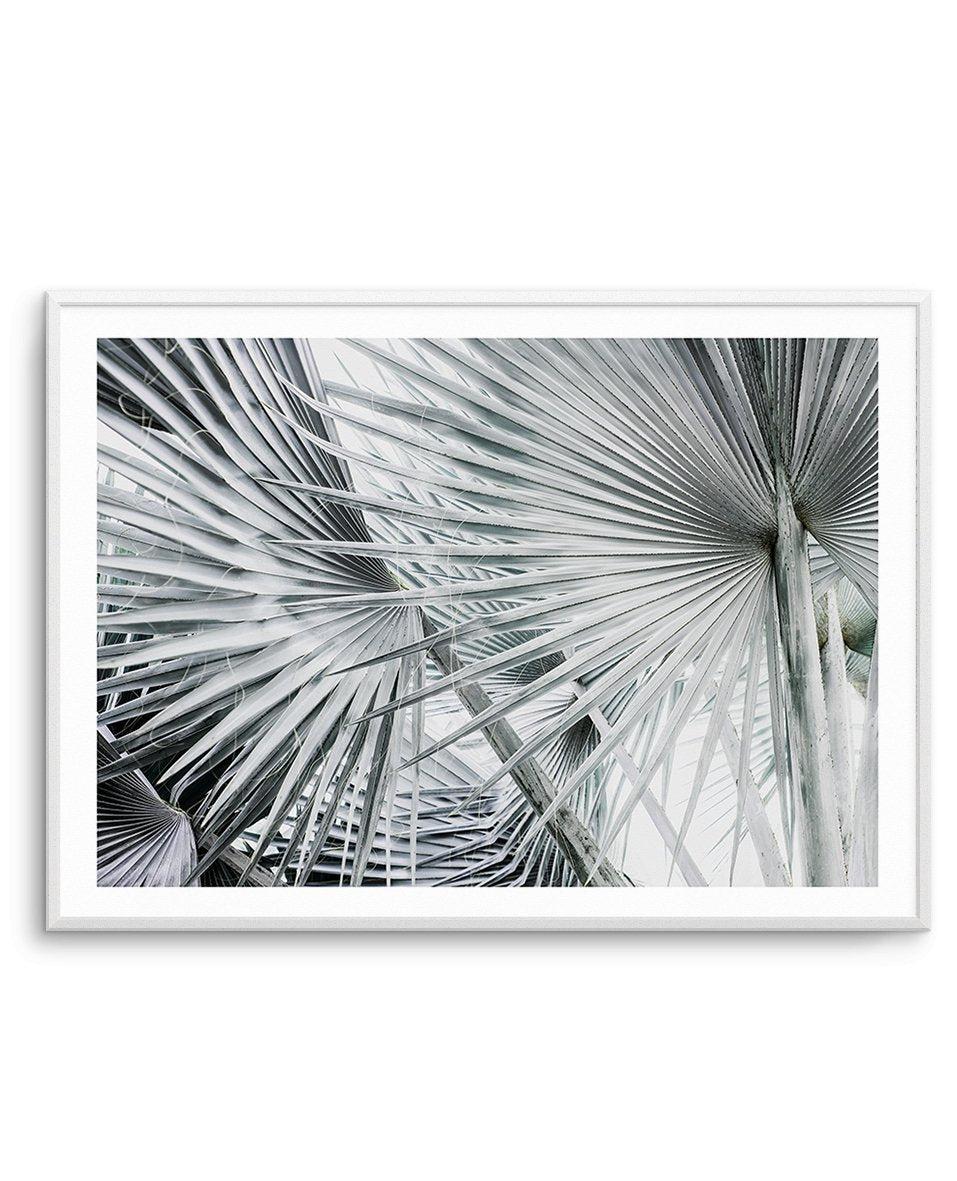 Palmier LS | Bismarckia Palm Fine Art Photographic Poster – Olive et Oriel