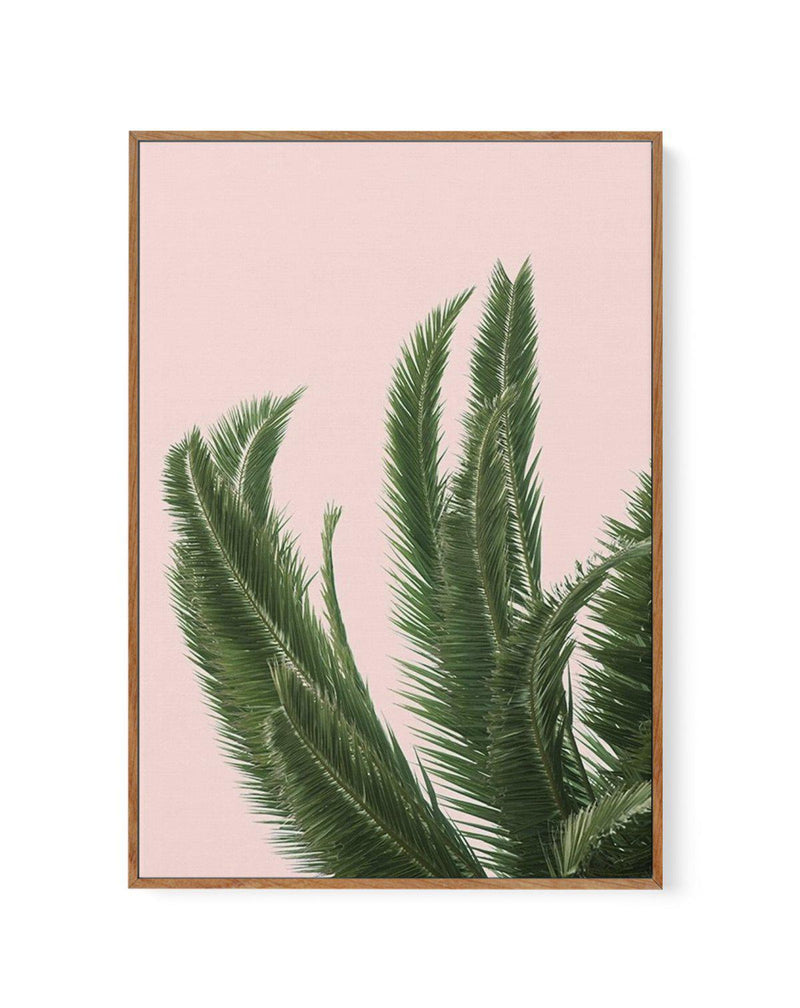 Palms on Pink | Framed Canvas-CANVAS-You can shop wall art online with Olive et Oriel for everything from abstract art to fun kids wall art. Our beautiful modern art prints and canvas art are available from large canvas prints to wall art paintings and our proudly Australian artwork collection offers only the highest quality framed large wall art and canvas art Australia - You can buy fashion photography prints or Hampton print posters and paintings on canvas from Olive et Oriel and have them de