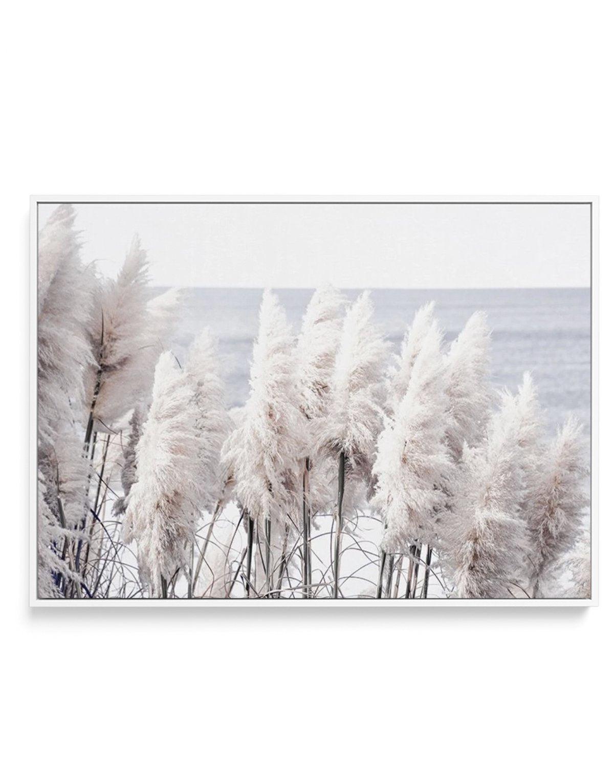 Pampas By The Sea | Framed Canvas-CANVAS-You can shop wall art online with Olive et Oriel for everything from abstract art to fun kids wall art. Our beautiful modern art prints and canvas art are available from large canvas prints to wall art paintings and our proudly Australian artwork collection offers only the highest quality framed large wall art and canvas art Australia - You can buy fashion photography prints or Hampton print posters and paintings on canvas from Olive et Oriel and have the