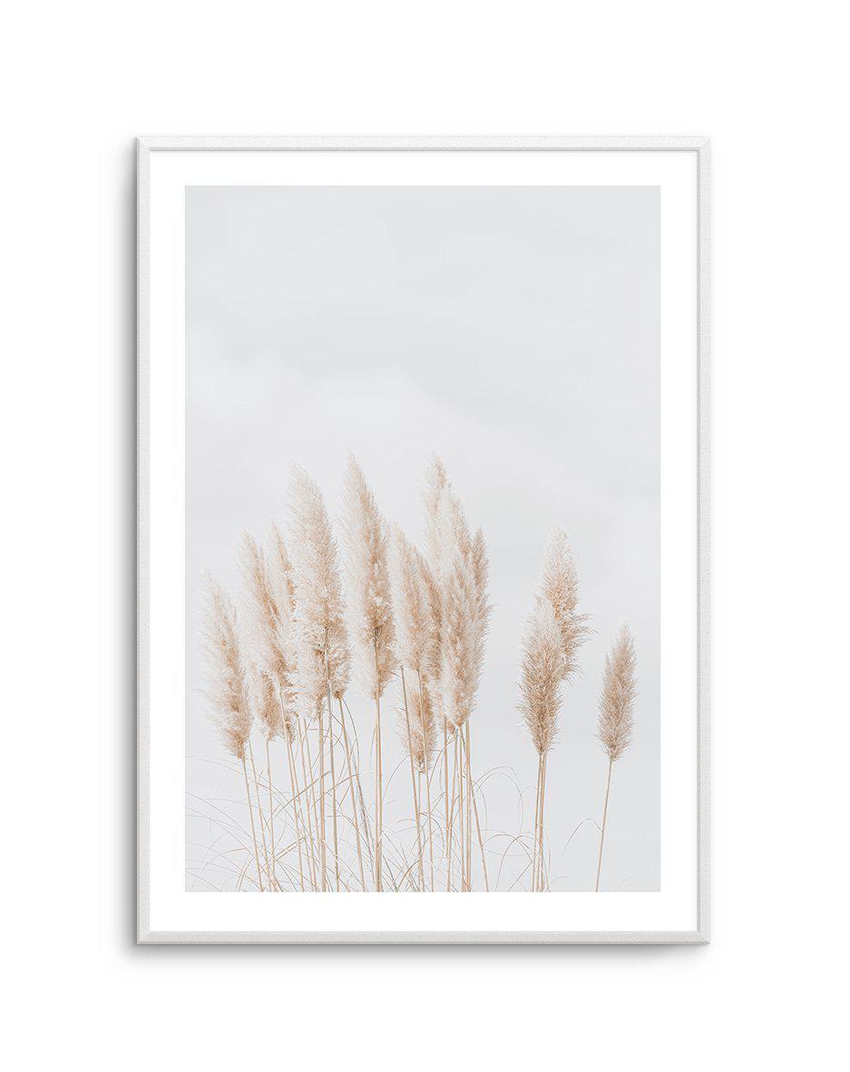 Pampas La Lumiere Art Print-PRINT-Olive et Oriel-Olive et Oriel-A5 | 5.8" x 8.3" | 14.8 x 21cm-Unframed Art Print-With White Border-Buy-Australian-Art-Prints-Online-with-Olive-et-Oriel-Your-Artwork-Specialists-Austrailia-Decorate-With-Coastal-Photo-Wall-Art-Prints-From-Our-Beach-House-Artwork-Collection-Fine-Poster-and-Framed-Artwork