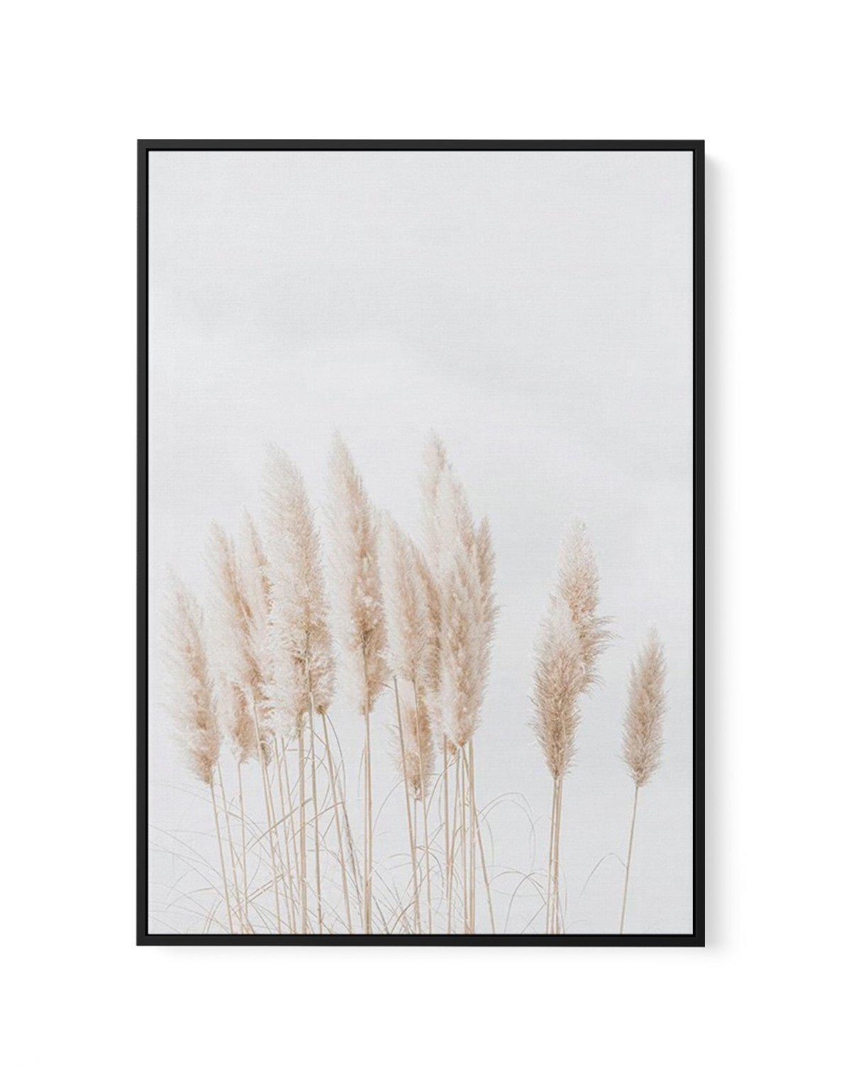 Pampas La Lumiere | Framed Canvas-CANVAS-You can shop wall art online with Olive et Oriel for everything from abstract art to fun kids wall art. Our beautiful modern art prints and canvas art are available from large canvas prints to wall art paintings and our proudly Australian artwork collection offers only the highest quality framed large wall art and canvas art Australia - You can buy fashion photography prints or Hampton print posters and paintings on canvas from Olive et Oriel and have the