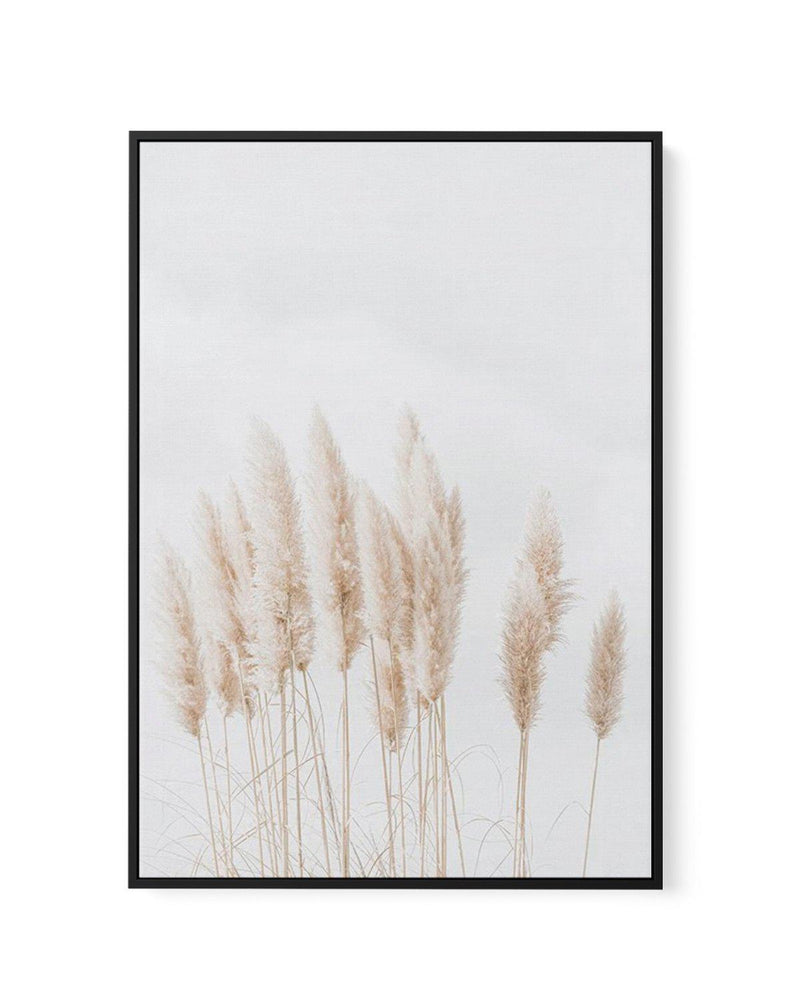 Pampas La Lumiere | Framed Canvas-CANVAS-You can shop wall art online with Olive et Oriel for everything from abstract art to fun kids wall art. Our beautiful modern art prints and canvas art are available from large canvas prints to wall art paintings and our proudly Australian artwork collection offers only the highest quality framed large wall art and canvas art Australia - You can buy fashion photography prints or Hampton print posters and paintings on canvas from Olive et Oriel and have the