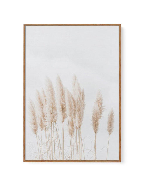 Pampas La Lumiere | Framed Canvas-CANVAS-You can shop wall art online with Olive et Oriel for everything from abstract art to fun kids wall art. Our beautiful modern art prints and canvas art are available from large canvas prints to wall art paintings and our proudly Australian artwork collection offers only the highest quality framed large wall art and canvas art Australia - You can buy fashion photography prints or Hampton print posters and paintings on canvas from Olive et Oriel and have the