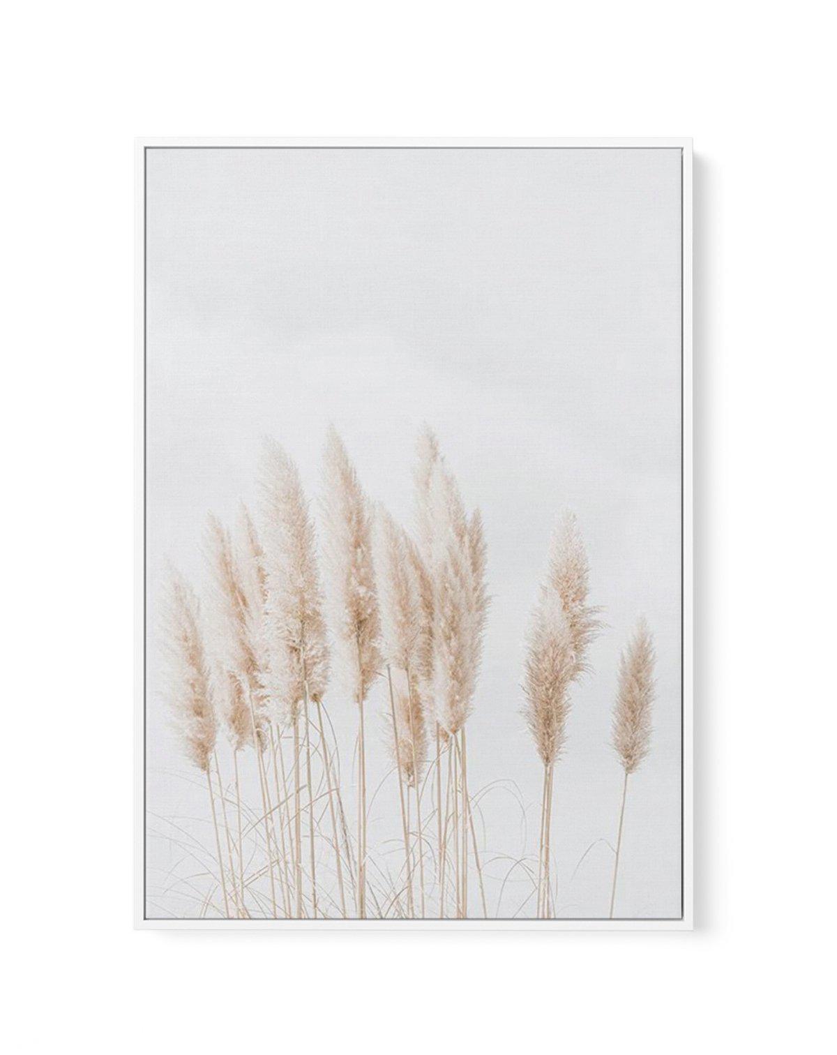 Pampas La Lumiere | Framed Canvas-CANVAS-You can shop wall art online with Olive et Oriel for everything from abstract art to fun kids wall art. Our beautiful modern art prints and canvas art are available from large canvas prints to wall art paintings and our proudly Australian artwork collection offers only the highest quality framed large wall art and canvas art Australia - You can buy fashion photography prints or Hampton print posters and paintings on canvas from Olive et Oriel and have the