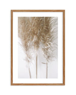 Pampas on Grey I Art Print-PRINT-Olive et Oriel-Olive et Oriel-50x70 cm | 19.6" x 27.5"-Walnut-With White Border-Buy-Australian-Art-Prints-Online-with-Olive-et-Oriel-Your-Artwork-Specialists-Austrailia-Decorate-With-Coastal-Photo-Wall-Art-Prints-From-Our-Beach-House-Artwork-Collection-Fine-Poster-and-Framed-Artwork