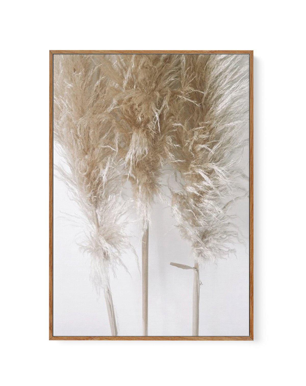 Pampas on Grey I | Framed Canvas-CANVAS-You can shop wall art online with Olive et Oriel for everything from abstract art to fun kids wall art. Our beautiful modern art prints and canvas art are available from large canvas prints to wall art paintings and our proudly Australian artwork collection offers only the highest quality framed large wall art and canvas art Australia - You can buy fashion photography prints or Hampton print posters and paintings on canvas from Olive et Oriel and have them