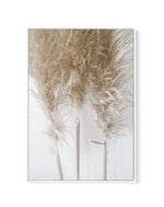 Pampas on Grey I | Framed Canvas-CANVAS-You can shop wall art online with Olive et Oriel for everything from abstract art to fun kids wall art. Our beautiful modern art prints and canvas art are available from large canvas prints to wall art paintings and our proudly Australian artwork collection offers only the highest quality framed large wall art and canvas art Australia - You can buy fashion photography prints or Hampton print posters and paintings on canvas from Olive et Oriel and have them