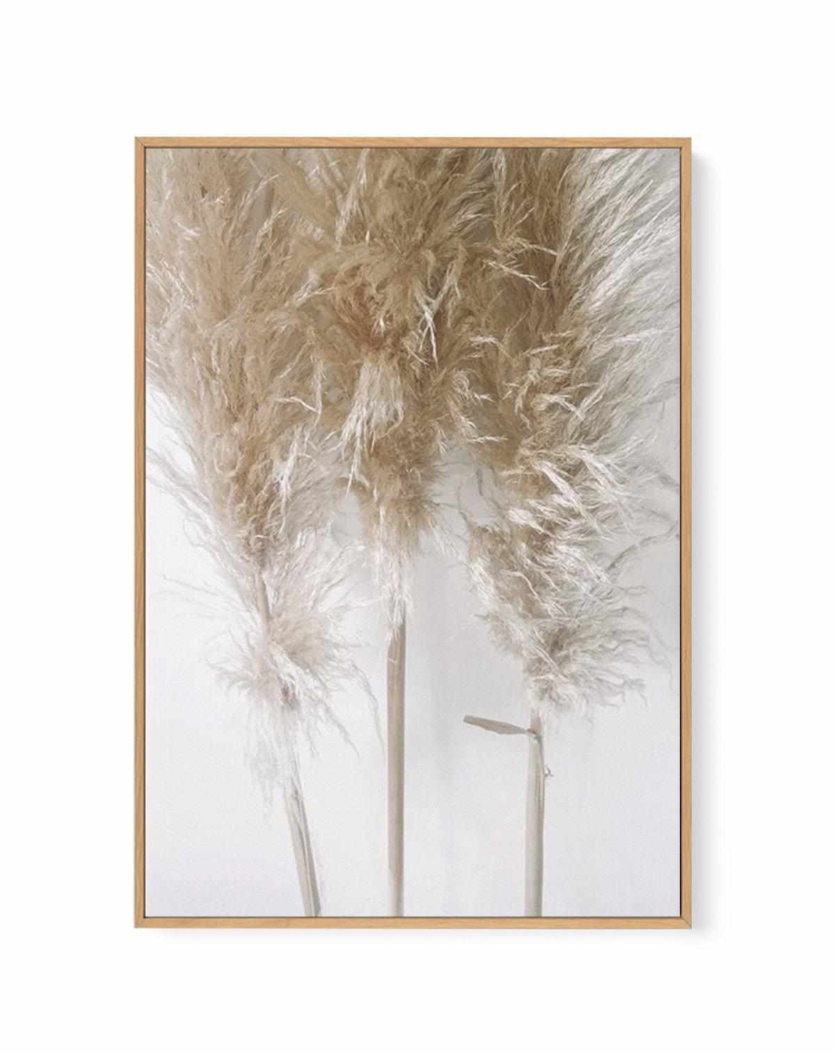 Pampas on Grey I | Framed Canvas