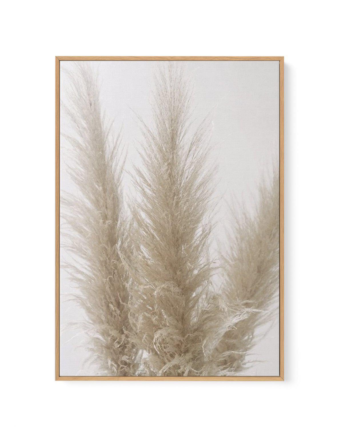 Pampas on Grey II | Framed Canvas-CANVAS-You can shop wall art online with Olive et Oriel for everything from abstract art to fun kids wall art. Our beautiful modern art prints and canvas art are available from large canvas prints to wall art paintings and our proudly Australian artwork collection offers only the highest quality framed large wall art and canvas art Australia - You can buy fashion photography prints or Hampton print posters and paintings on canvas from Olive et Oriel and have the