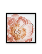 Parfait Peony | SQ Art Print-PRINT-Olive et Oriel-Olive et Oriel-70x70 cm | 27.5" x 27.5"-Black-With White Border-Buy-Australian-Art-Prints-Online-with-Olive-et-Oriel-Your-Artwork-Specialists-Austrailia-Decorate-With-Coastal-Photo-Wall-Art-Prints-From-Our-Beach-House-Artwork-Collection-Fine-Poster-and-Framed-Artwork
