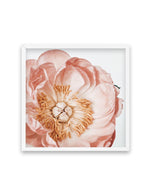 Parfait Peony | SQ Art Print-PRINT-Olive et Oriel-Olive et Oriel-70x70 cm | 27.5" x 27.5"-White-With White Border-Buy-Australian-Art-Prints-Online-with-Olive-et-Oriel-Your-Artwork-Specialists-Austrailia-Decorate-With-Coastal-Photo-Wall-Art-Prints-From-Our-Beach-House-Artwork-Collection-Fine-Poster-and-Framed-Artwork