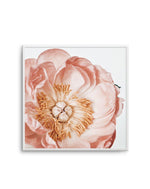 Parfait Peony | SQ Art Print-PRINT-Olive et Oriel-Olive et Oriel-Buy-Australian-Art-Prints-Online-with-Olive-et-Oriel-Your-Artwork-Specialists-Austrailia-Decorate-With-Coastal-Photo-Wall-Art-Prints-From-Our-Beach-House-Artwork-Collection-Fine-Poster-and-Framed-Artwork