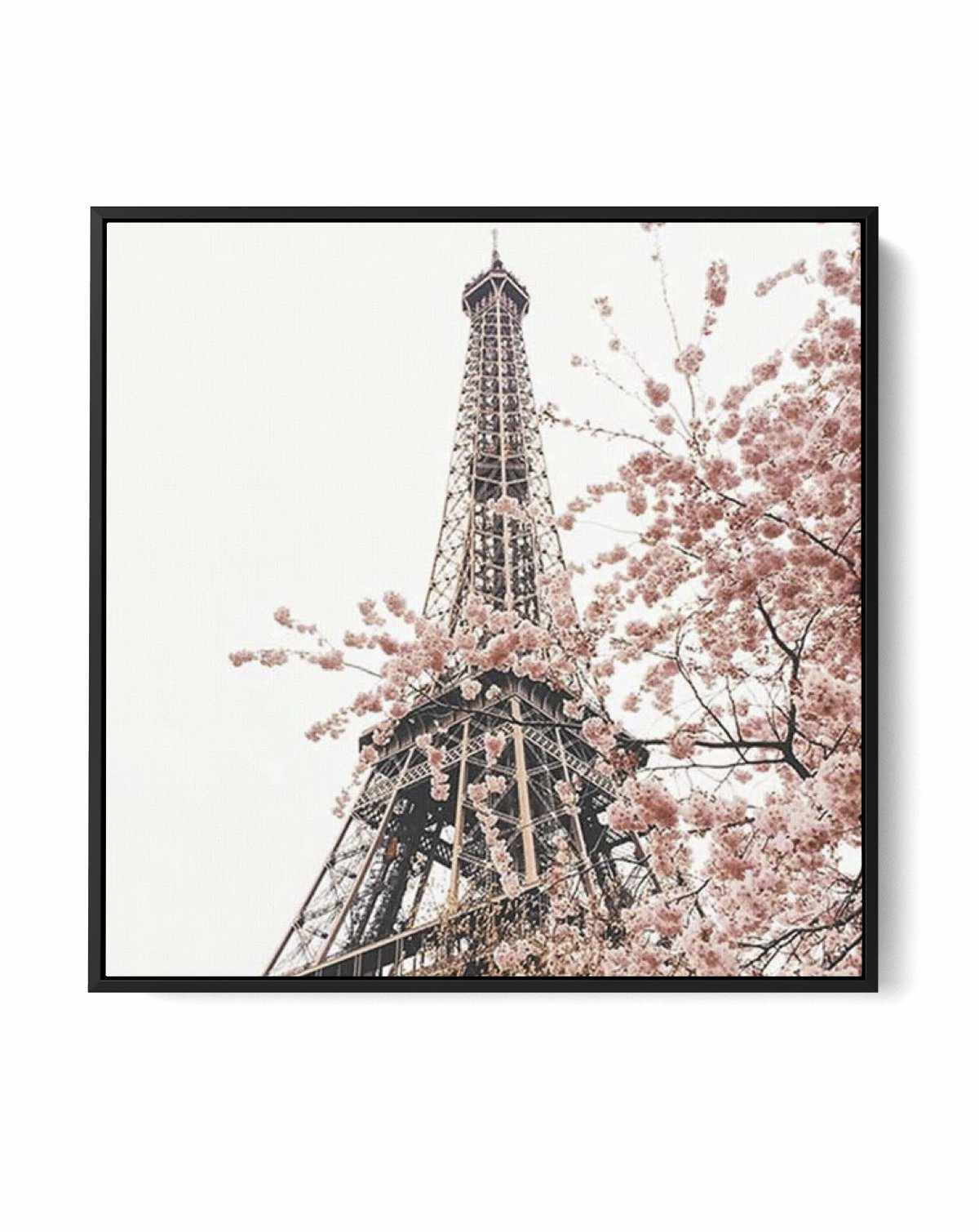 Parisian Blooms II SQ | Framed Canvas-CANVAS-You can shop wall art online with Olive et Oriel for everything from abstract art to fun kids wall art. Our beautiful modern art prints and canvas art are available from large canvas prints to wall art paintings and our proudly Australian artwork collection offers only the highest quality framed large wall art and canvas art Australia - You can buy fashion photography prints or Hampton print posters and paintings on canvas from Olive et Oriel and have