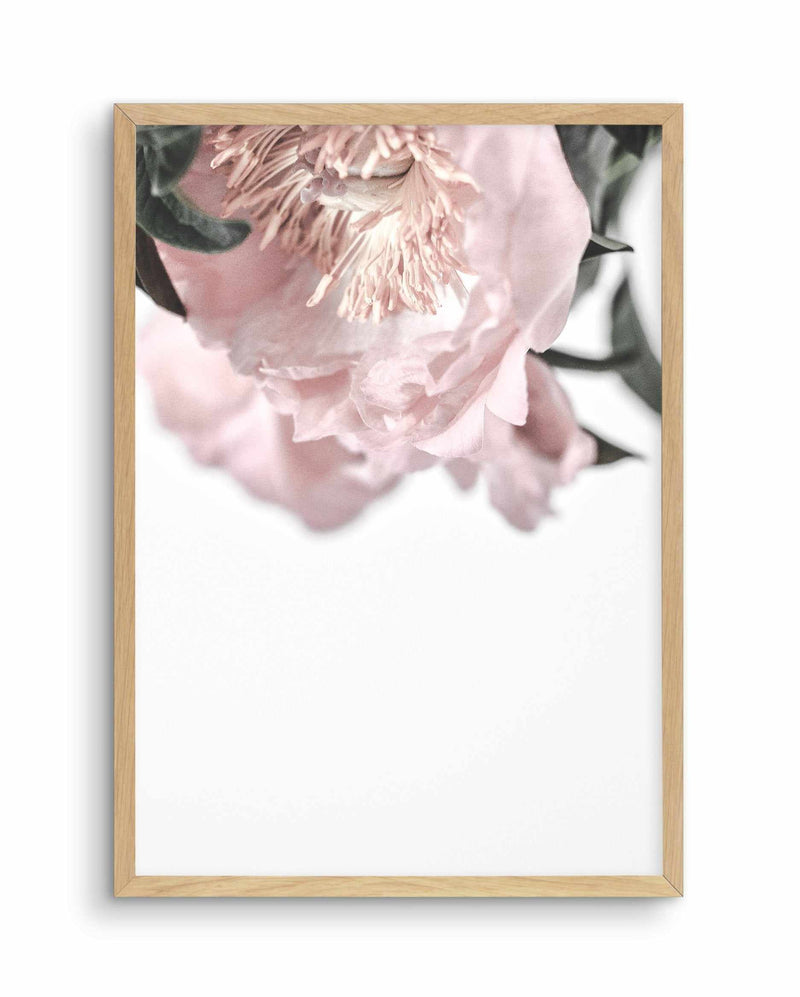 Parisian Peonies Art Print-PRINT-Olive et Oriel-Olive et Oriel-A5 | 5.8" x 8.3" | 14.8 x 21cm-Oak-With White Border-Buy-Australian-Art-Prints-Online-with-Olive-et-Oriel-Your-Artwork-Specialists-Austrailia-Decorate-With-Coastal-Photo-Wall-Art-Prints-From-Our-Beach-House-Artwork-Collection-Fine-Poster-and-Framed-Artwork