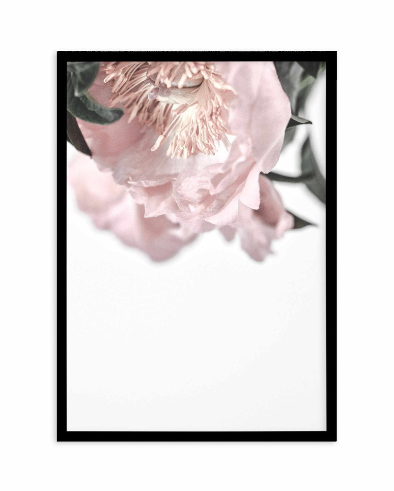 Parisian Peonies Art Print-PRINT-Olive et Oriel-Olive et Oriel-A5 | 5.8" x 8.3" | 14.8 x 21cm-Black-With White Border-Buy-Australian-Art-Prints-Online-with-Olive-et-Oriel-Your-Artwork-Specialists-Austrailia-Decorate-With-Coastal-Photo-Wall-Art-Prints-From-Our-Beach-House-Artwork-Collection-Fine-Poster-and-Framed-Artwork