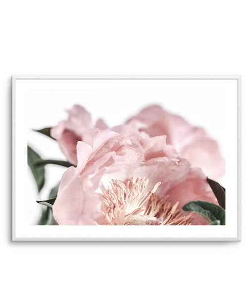 Peonies II Art Print-PRINT-Olive et Oriel-Olive et Oriel-A5 | 5.8" x 8.3" | 14.8 x 21cm-Unframed Art Print-With White Border-Buy-Australian-Art-Prints-Online-with-Olive-et-Oriel-Your-Artwork-Specialists-Austrailia-Decorate-With-Coastal-Photo-Wall-Art-Prints-From-Our-Beach-House-Artwork-Collection-Fine-Poster-and-Framed-Artwork