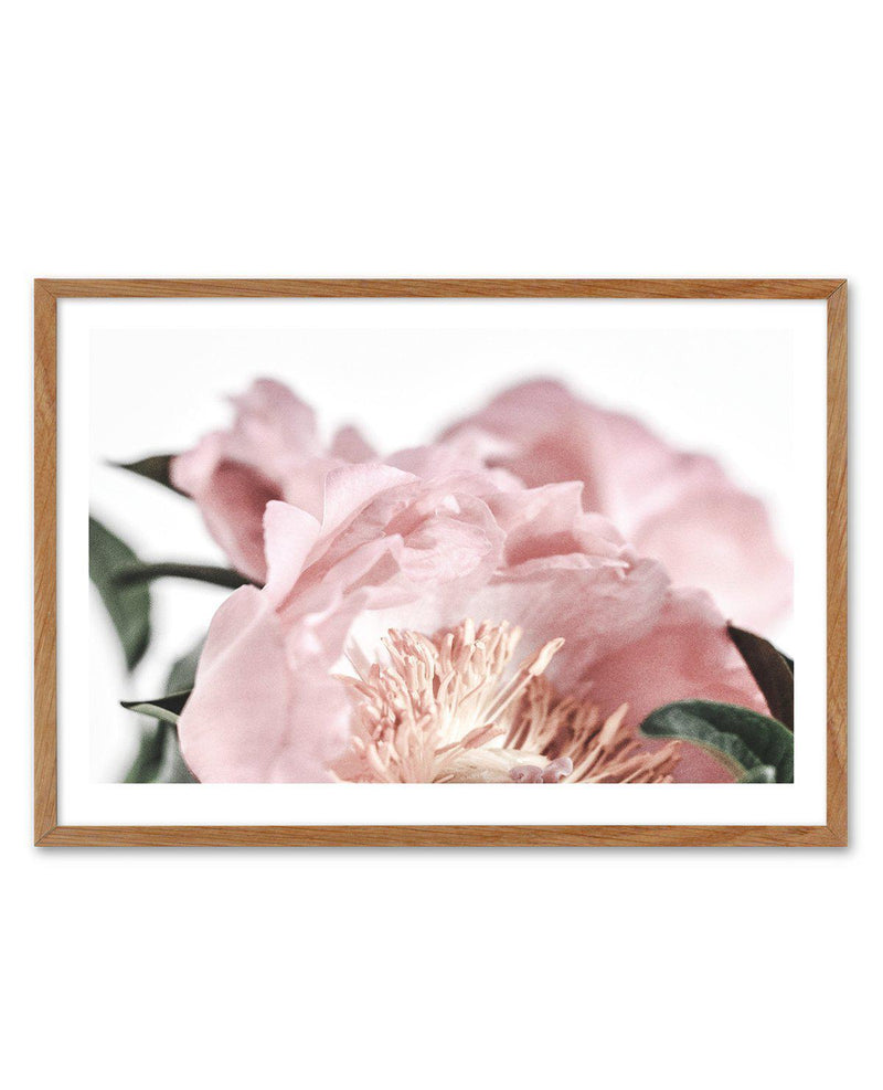 Peonies II Art Print-PRINT-Olive et Oriel-Olive et Oriel-50x70 cm | 19.6" x 27.5"-Walnut-With White Border-Buy-Australian-Art-Prints-Online-with-Olive-et-Oriel-Your-Artwork-Specialists-Austrailia-Decorate-With-Coastal-Photo-Wall-Art-Prints-From-Our-Beach-House-Artwork-Collection-Fine-Poster-and-Framed-Artwork