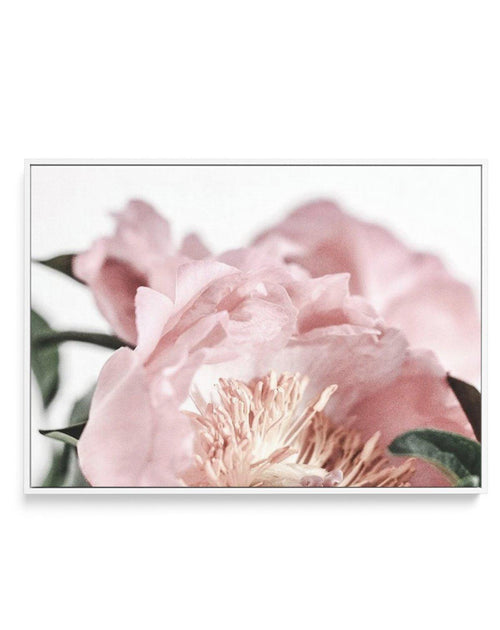 Peonies II | Framed Canvas-CANVAS-You can shop wall art online with Olive et Oriel for everything from abstract art to fun kids wall art. Our beautiful modern art prints and canvas art are available from large canvas prints to wall art paintings and our proudly Australian artwork collection offers only the highest quality framed large wall art and canvas art Australia - You can buy fashion photography prints or Hampton print posters and paintings on canvas from Olive et Oriel and have them deliv