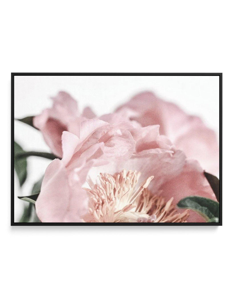 Peonies II | Framed Canvas-CANVAS-You can shop wall art online with Olive et Oriel for everything from abstract art to fun kids wall art. Our beautiful modern art prints and canvas art are available from large canvas prints to wall art paintings and our proudly Australian artwork collection offers only the highest quality framed large wall art and canvas art Australia - You can buy fashion photography prints or Hampton print posters and paintings on canvas from Olive et Oriel and have them deliv