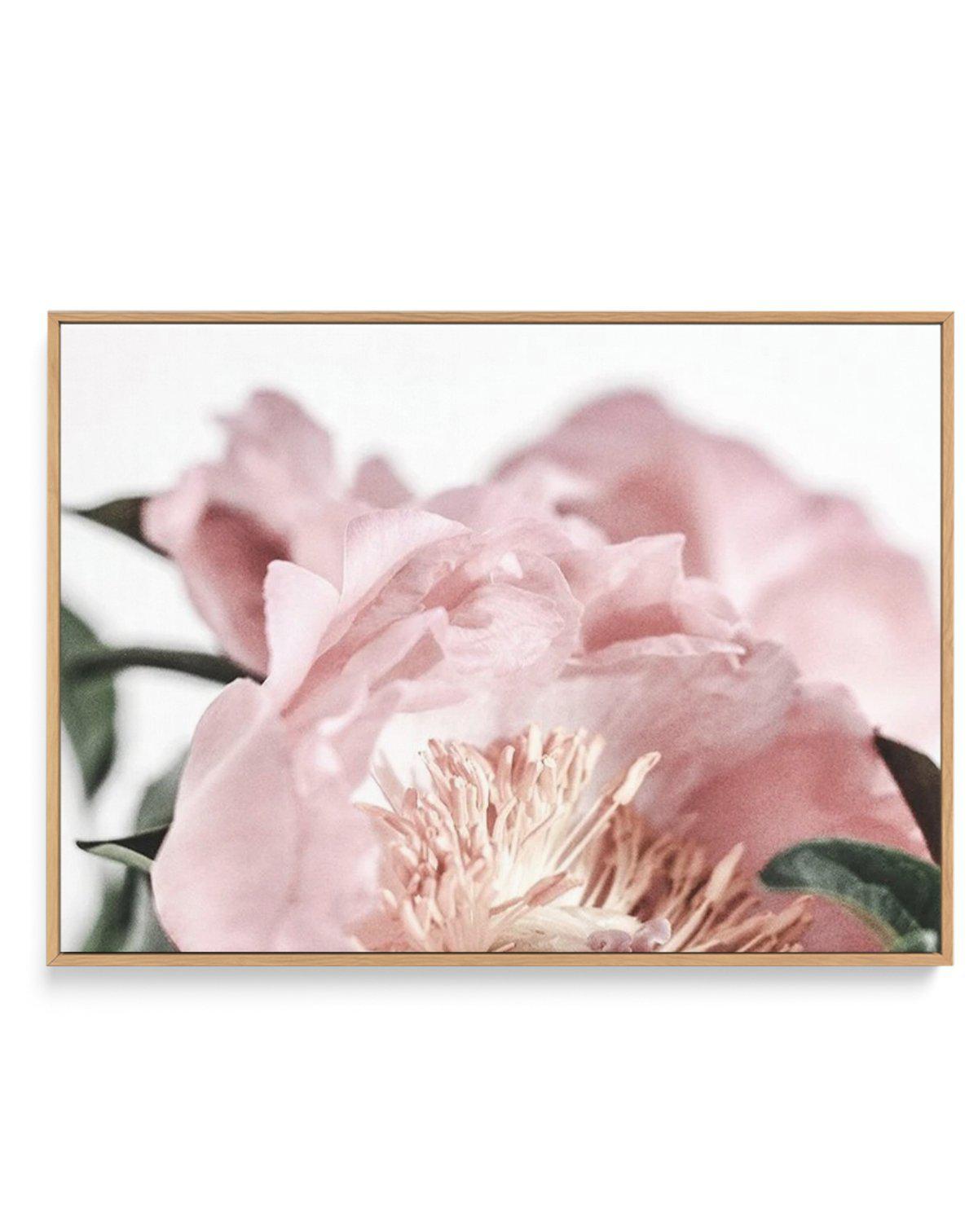 Peonies II | Framed Canvas-CANVAS-You can shop wall art online with Olive et Oriel for everything from abstract art to fun kids wall art. Our beautiful modern art prints and canvas art are available from large canvas prints to wall art paintings and our proudly Australian artwork collection offers only the highest quality framed large wall art and canvas art Australia - You can buy fashion photography prints or Hampton print posters and paintings on canvas from Olive et Oriel and have them deliv