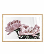 Peonies | LS Art Print-PRINT-Olive et Oriel-Olive et Oriel-A5 | 5.8" x 8.3" | 14.8 x 21cm-Oak-With White Border-Buy-Australian-Art-Prints-Online-with-Olive-et-Oriel-Your-Artwork-Specialists-Austrailia-Decorate-With-Coastal-Photo-Wall-Art-Prints-From-Our-Beach-House-Artwork-Collection-Fine-Poster-and-Framed-Artwork