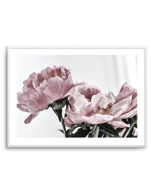 Peonies | LS Art Print-PRINT-Olive et Oriel-Olive et Oriel-A5 | 5.8" x 8.3" | 14.8 x 21cm-Unframed Art Print-With White Border-Buy-Australian-Art-Prints-Online-with-Olive-et-Oriel-Your-Artwork-Specialists-Austrailia-Decorate-With-Coastal-Photo-Wall-Art-Prints-From-Our-Beach-House-Artwork-Collection-Fine-Poster-and-Framed-Artwork
