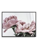 Peonies | LS | Framed Canvas-CANVAS-You can shop wall art online with Olive et Oriel for everything from abstract art to fun kids wall art. Our beautiful modern art prints and canvas art are available from large canvas prints to wall art paintings and our proudly Australian artwork collection offers only the highest quality framed large wall art and canvas art Australia - You can buy fashion photography prints or Hampton print posters and paintings on canvas from Olive et Oriel and have them del