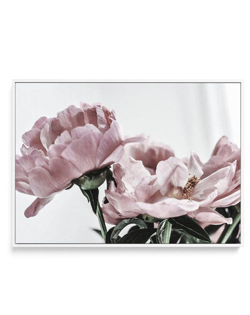 Peonies | LS | Framed Canvas-CANVAS-You can shop wall art online with Olive et Oriel for everything from abstract art to fun kids wall art. Our beautiful modern art prints and canvas art are available from large canvas prints to wall art paintings and our proudly Australian artwork collection offers only the highest quality framed large wall art and canvas art Australia - You can buy fashion photography prints or Hampton print posters and paintings on canvas from Olive et Oriel and have them del
