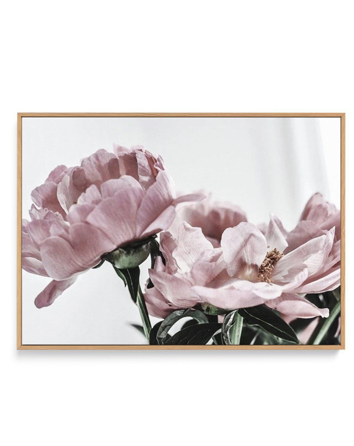 Peonies | LS | Framed Canvas-CANVAS-You can shop wall art online with Olive et Oriel for everything from abstract art to fun kids wall art. Our beautiful modern art prints and canvas art are available from large canvas prints to wall art paintings and our proudly Australian artwork collection offers only the highest quality framed large wall art and canvas art Australia - You can buy fashion photography prints or Hampton print posters and paintings on canvas from Olive et Oriel and have them del